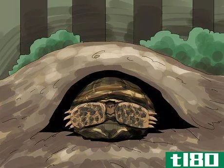 Image titled Care for a Tortoise Step 13