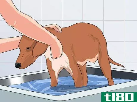 Image titled Bathe a Pregnant Dog Step 2