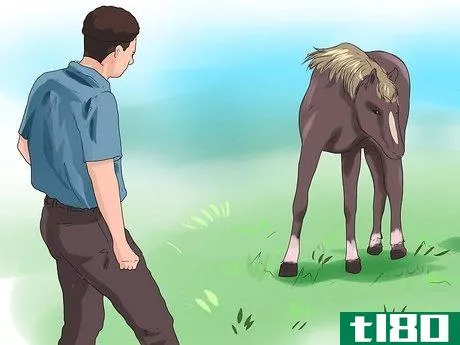 Image titled Approach Your Horse Step 3