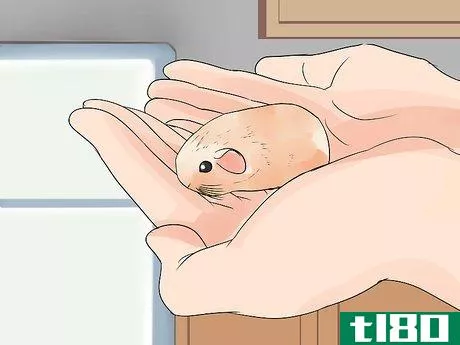 Image titled Care for Baby Guinea Pigs Step 5