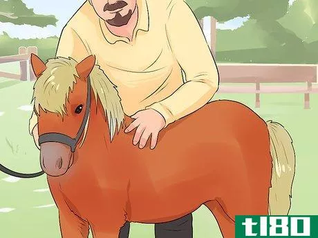 Image titled Care for a Miniature Horse Step 12