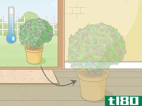 Image titled Care for a Purple Flower Potato Bush Step 14