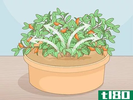 Image titled Care for a Goldfish Plant Step 4