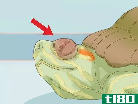 Image titled Care for a Red Eared Slider Turtle Step 17