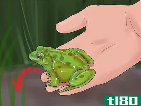 Image titled Catch a Bullfrog Step 10