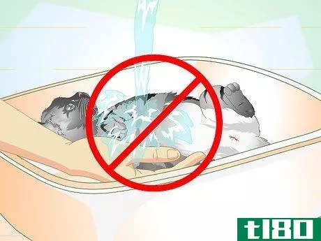 Image titled Care for Your Cat After Neutering or Spaying Step 12
