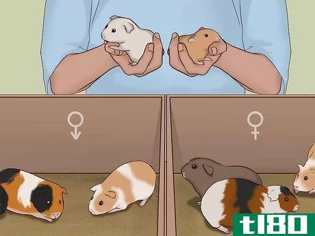 Image titled Care for a Pregnant Guinea Pig Step 41