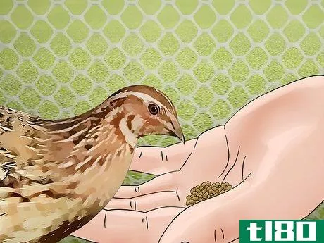 Image titled Care for an Asian Common Quail Step 14