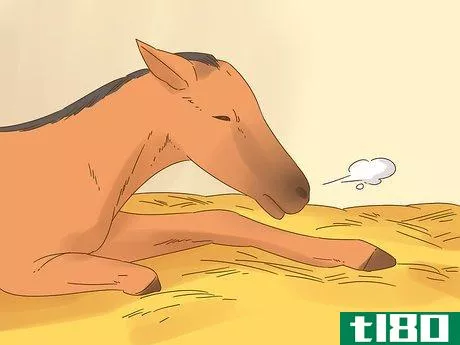 Image titled Care for a Foal Step 1