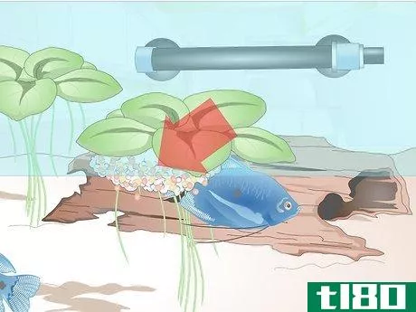 Image titled Breed Blue Gouramis Step 10