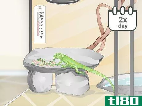 Image titled Care for a Green Iguana Hatchling Step 10