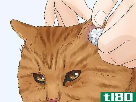 Image titled Care for an American Bobtail Cat Step 10