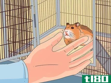 Image titled Care for a Hamster Step 20