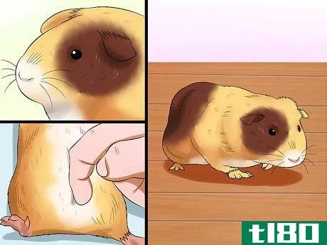 Image titled Buy a Guinea Pig Step 11