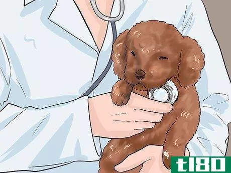 Image titled Care for a Toy Poodle Step 18