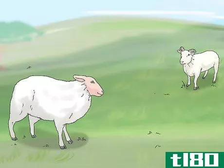 Image titled Breed Sheep Step 9