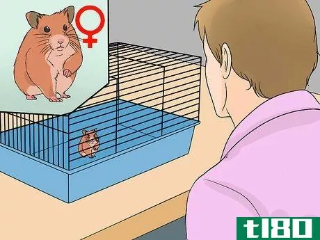 Image titled Breed Syrian Hamsters Step 15
