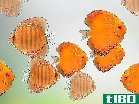 Image titled Breed Discus Step 1