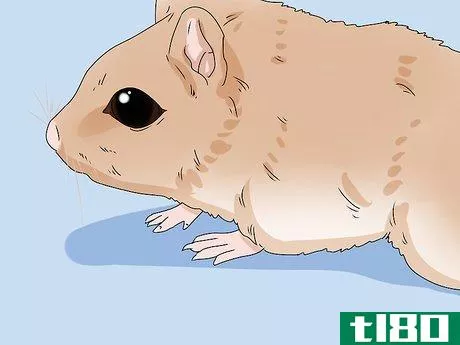 Image titled Buy a Gerbil Step 5