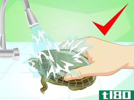 如何沐浴乌龟(bathe a turtle)