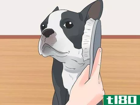 Image titled Care for a Boston Terrier Step 6