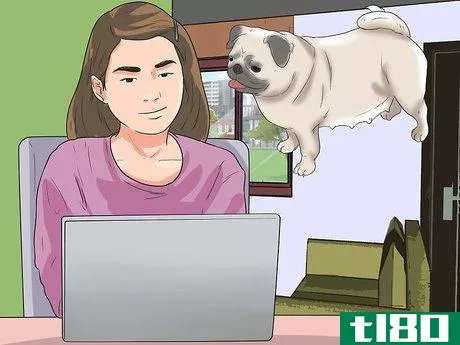 Image titled Breed Pugs Step 3