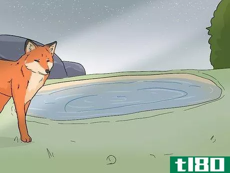 Image titled Attract Foxes Step 14