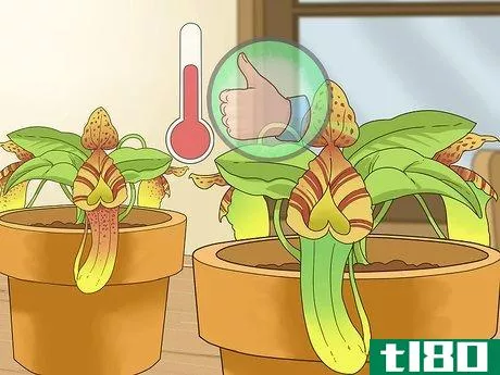 Image titled Care for Nepenthes (Tropical Pitcher Plants) Step 4