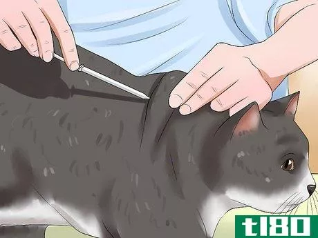 Image titled Care for Indoor Cats Step 16