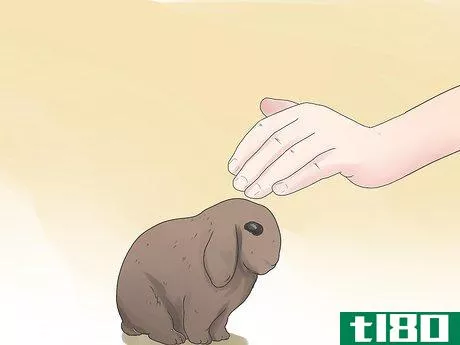 Image titled Care for Mini Lop Rabbits Step 10