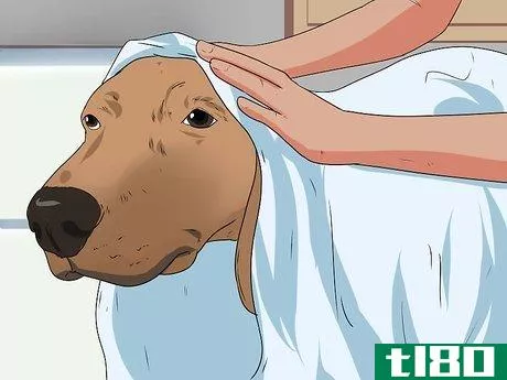 Image titled Bathe a Pregnant Dog Step 11