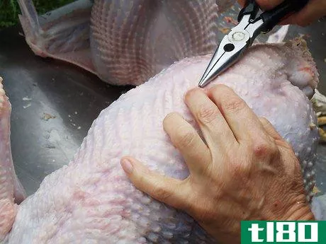 Image titled Butcher and Remove the Pin Feathers of a Turkey Step 4