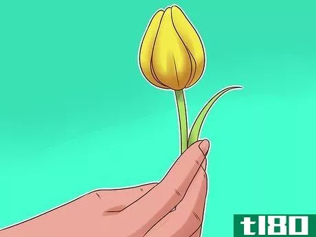 Image titled Arrange Tulips Step 3