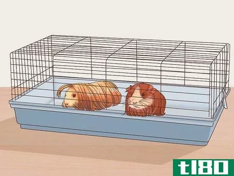 Image titled Care for Peruvian Guinea Pigs Step 4