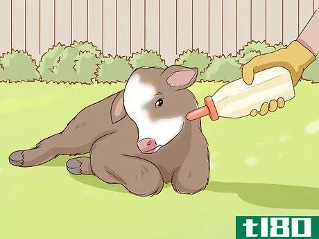 Image titled Bottle Feed Calves Step 14
