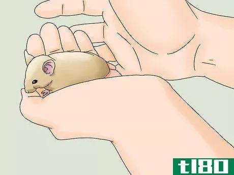 Image titled Bond With Your Pet Rat Step 14