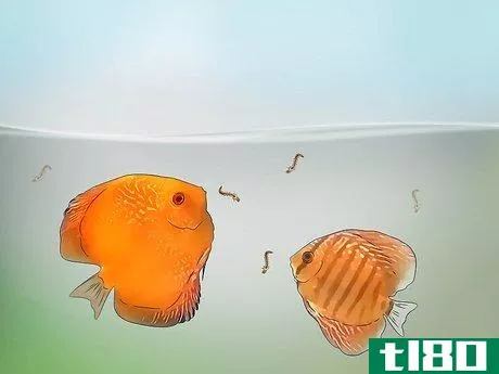 Image titled Breed Discus Step 6