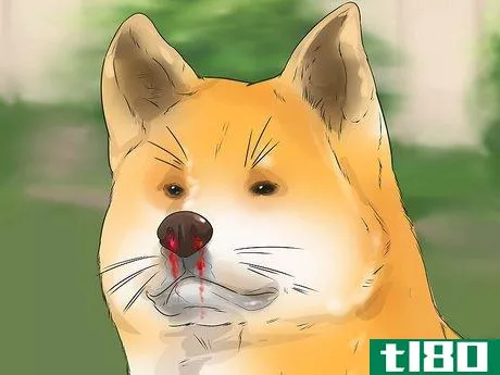 Image titled Care for an Akita Inu Dog Step 18