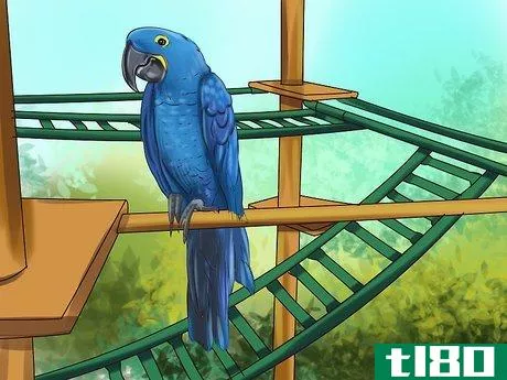 Image titled Care for a Hyacinth Macaw Step 5