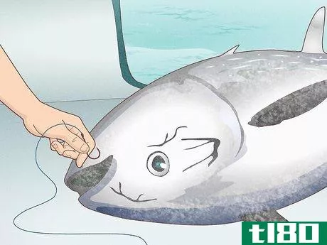 Image titled Catch Bluefin Tuna Step 17