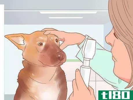 Image titled Be Nice to Your Pets Step 10