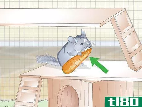 Image titled Care for Chinchillas Step 12