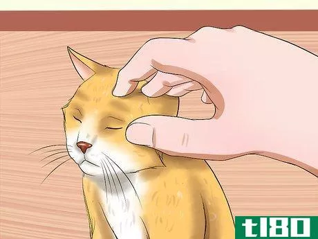Image titled Care for Indoor Cats Step 13