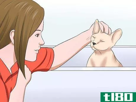 Image titled Bathe a Sphynx Cat Step 12