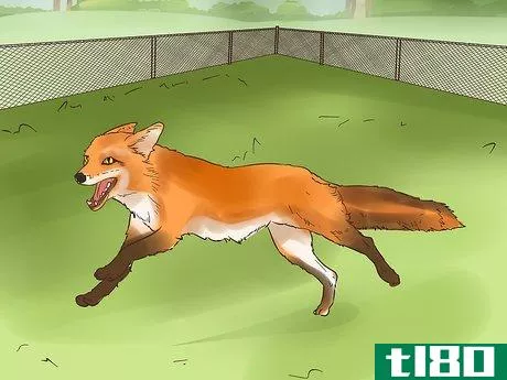 Image titled Care for a Pet Fox Step 20