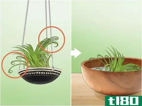 Image titled Care for Air Plants Step 4