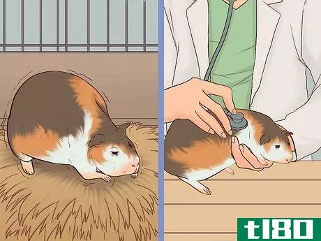 Image titled Care for a Pregnant Guinea Pig Step 26