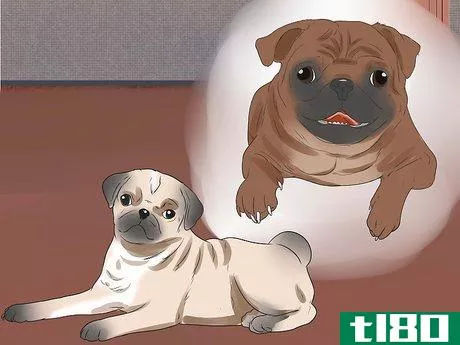Image titled Breed Pugs Step 12