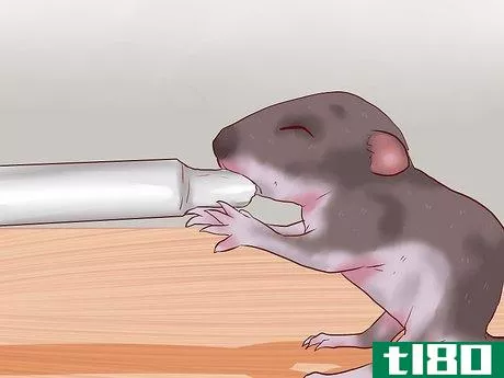 Image titled Care for Baby Mice Step 6