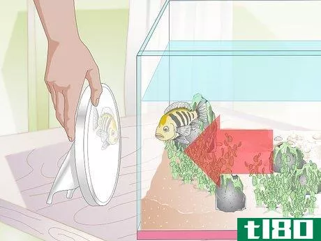 Image titled Buy Fish for an Aggressive Freshwater Aquarium Step 6